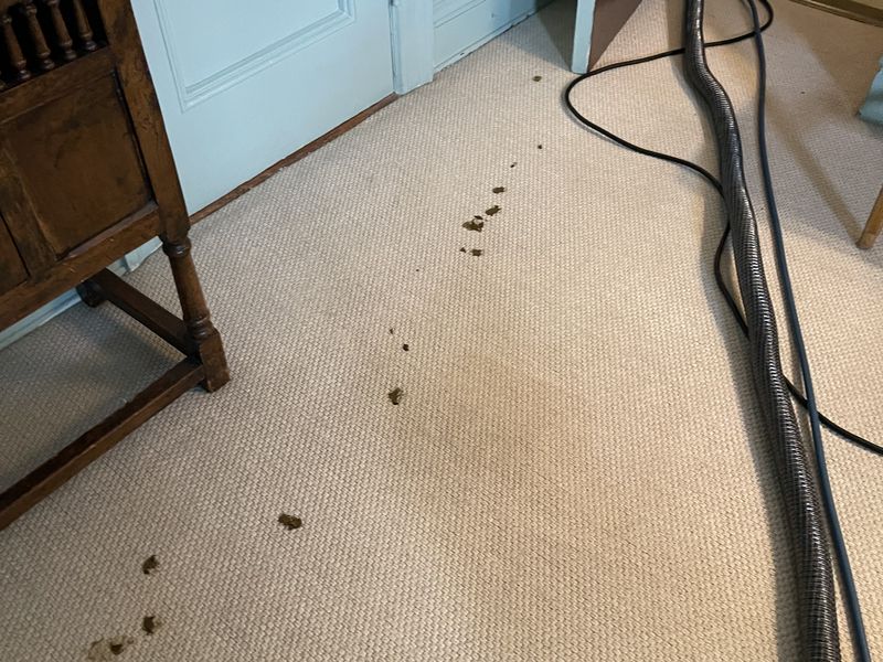 Woven carpet before cleaning by Dr. Carpet18