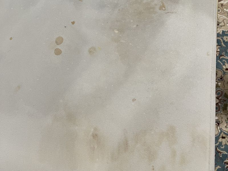 Pet Stain Removal by Dr. Carpet18